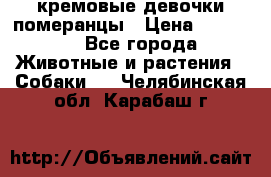 кремовые девочки померанцы › Цена ­ 30 000 - Все города Животные и растения » Собаки   . Челябинская обл.,Карабаш г.